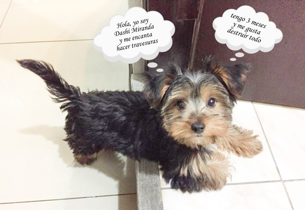Nuestras Mascotas Preferidas
